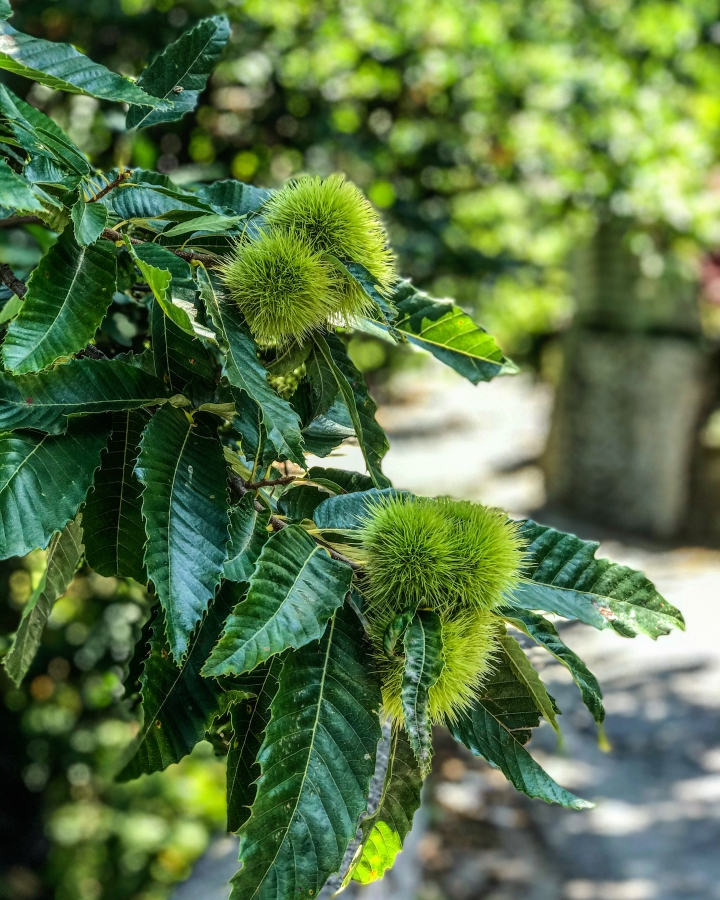 tramonti natuur kastanje salerno amalfikust