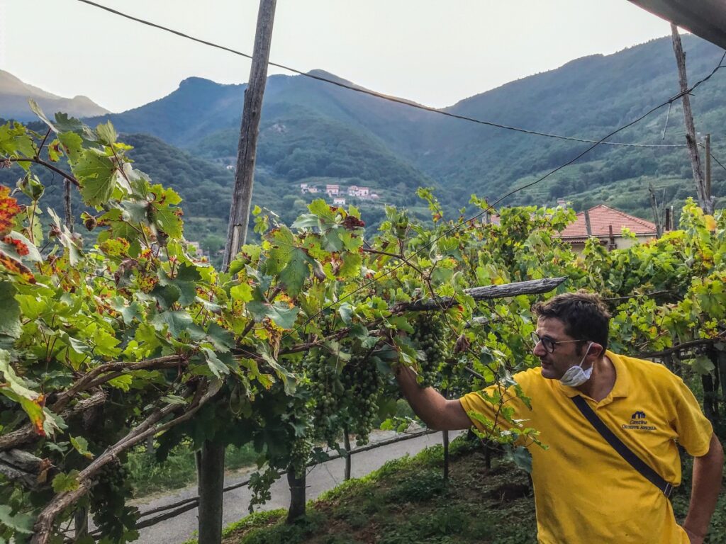 wijnen tramonti amalfikust salerno 