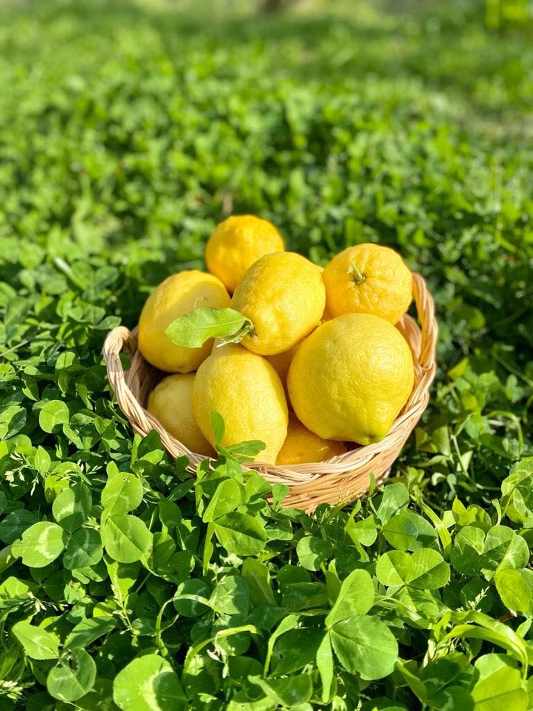 limoncello recept citroenen