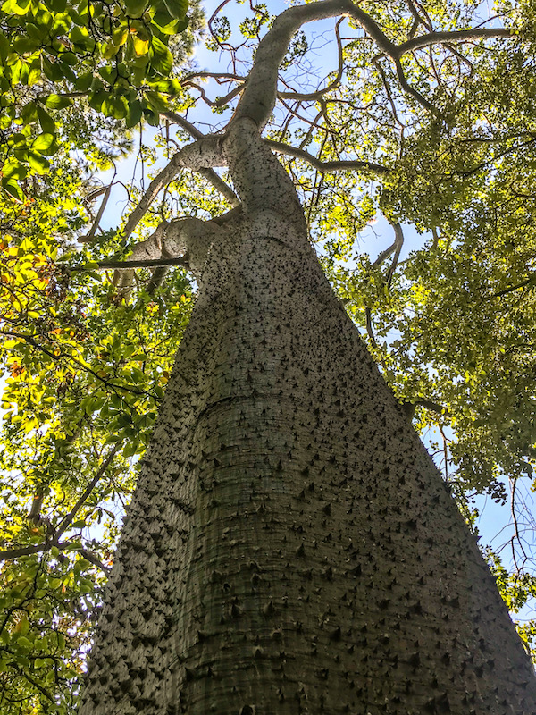 ceiba speciosa la mortella ischia tuin 