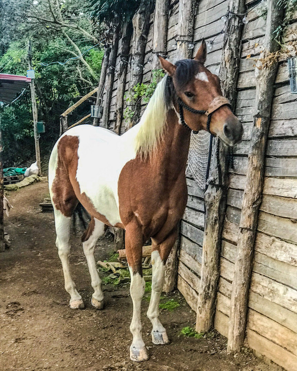 paard paardrijden amalfikust