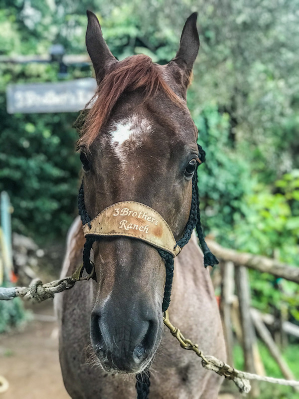 paard paardrijden amalfikust