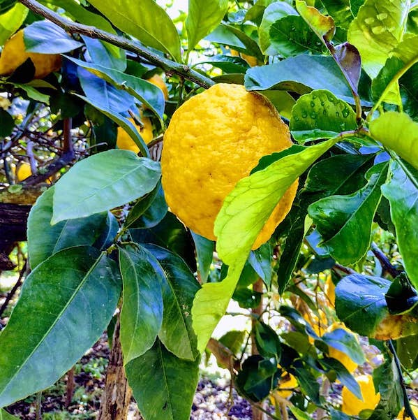 citroenen procida eiland napels likeur limoncello