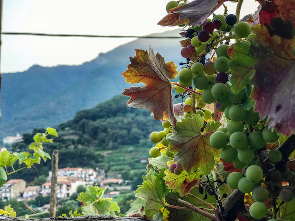 tramonti costa d'amalfi wijn amalfikust 