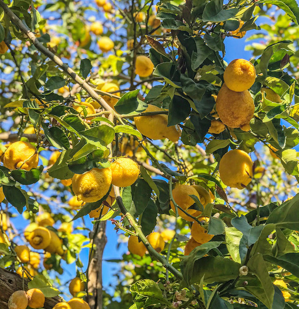 lemon tour sorrento citroentour